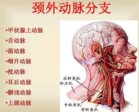 外頸動脈分支口訣|解剖學/頸總動脈